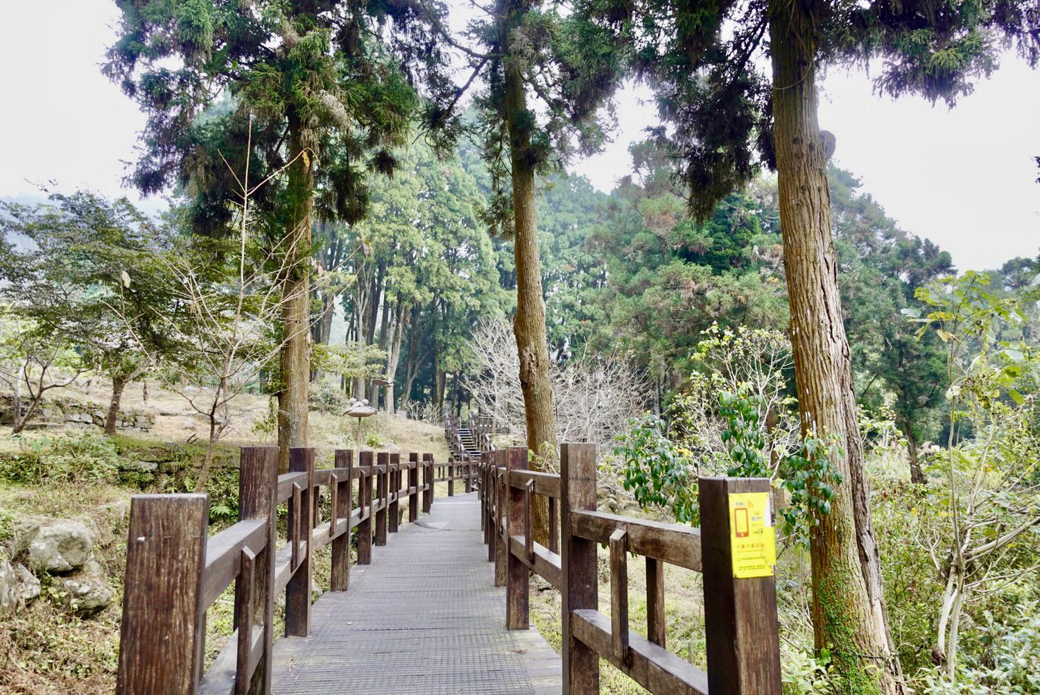 嘉義美食|嘉義阿里山奮起湖人氣百年檜木甜甜圈,可頌口感的現烤脆皮香酥滋味。 - 第2張圖