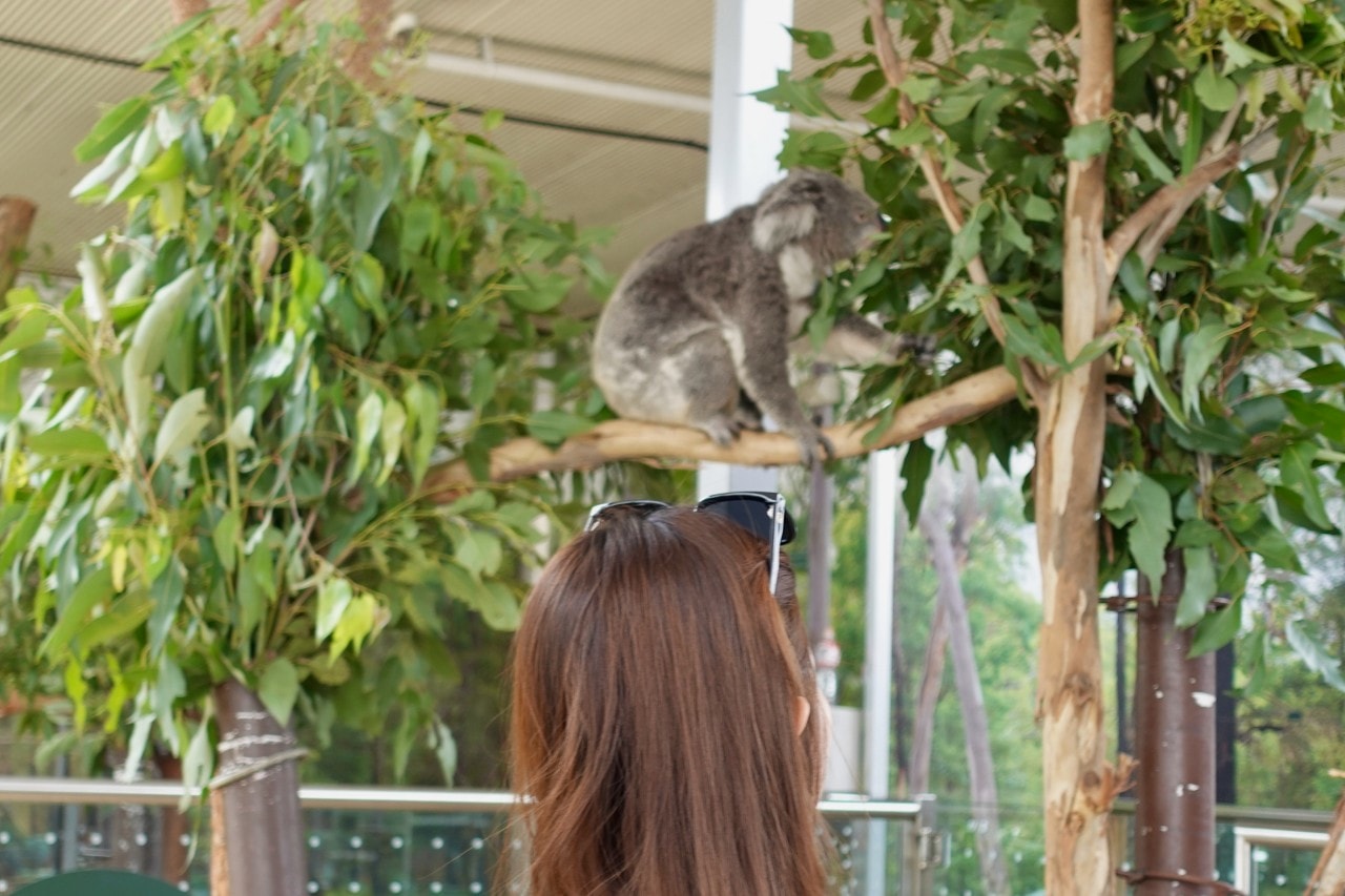 2025澳洲雪梨動物園推薦,5間雪梨市區必訪動物園特色介紹與指南。 - 第1張圖
