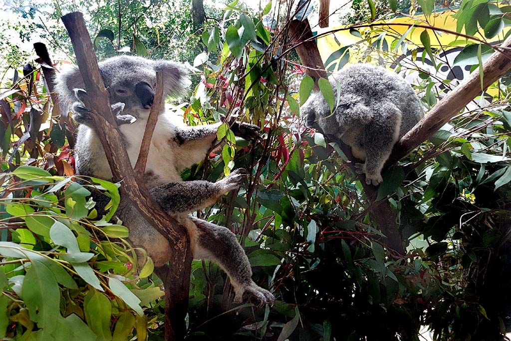 2025澳洲雪梨動物園推薦,5間雪梨市區必訪動物園特色介紹與指南。 - 第6張圖 無尾熊保護公園 Koala Park Sanctuary