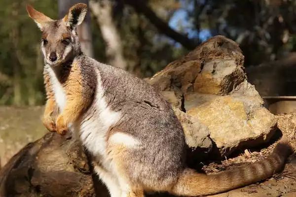 2025澳洲雪梨動物園推薦,5間雪梨市區必訪動物園特色介紹與指南。 - 第7張圖 費瑟戴爾野生動物園 Featherdale Wildlife park