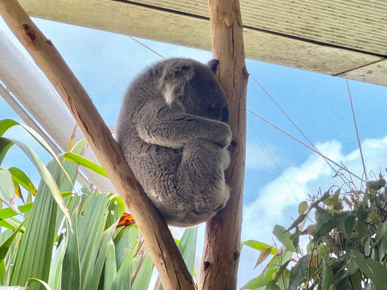 雪梨野生動物園