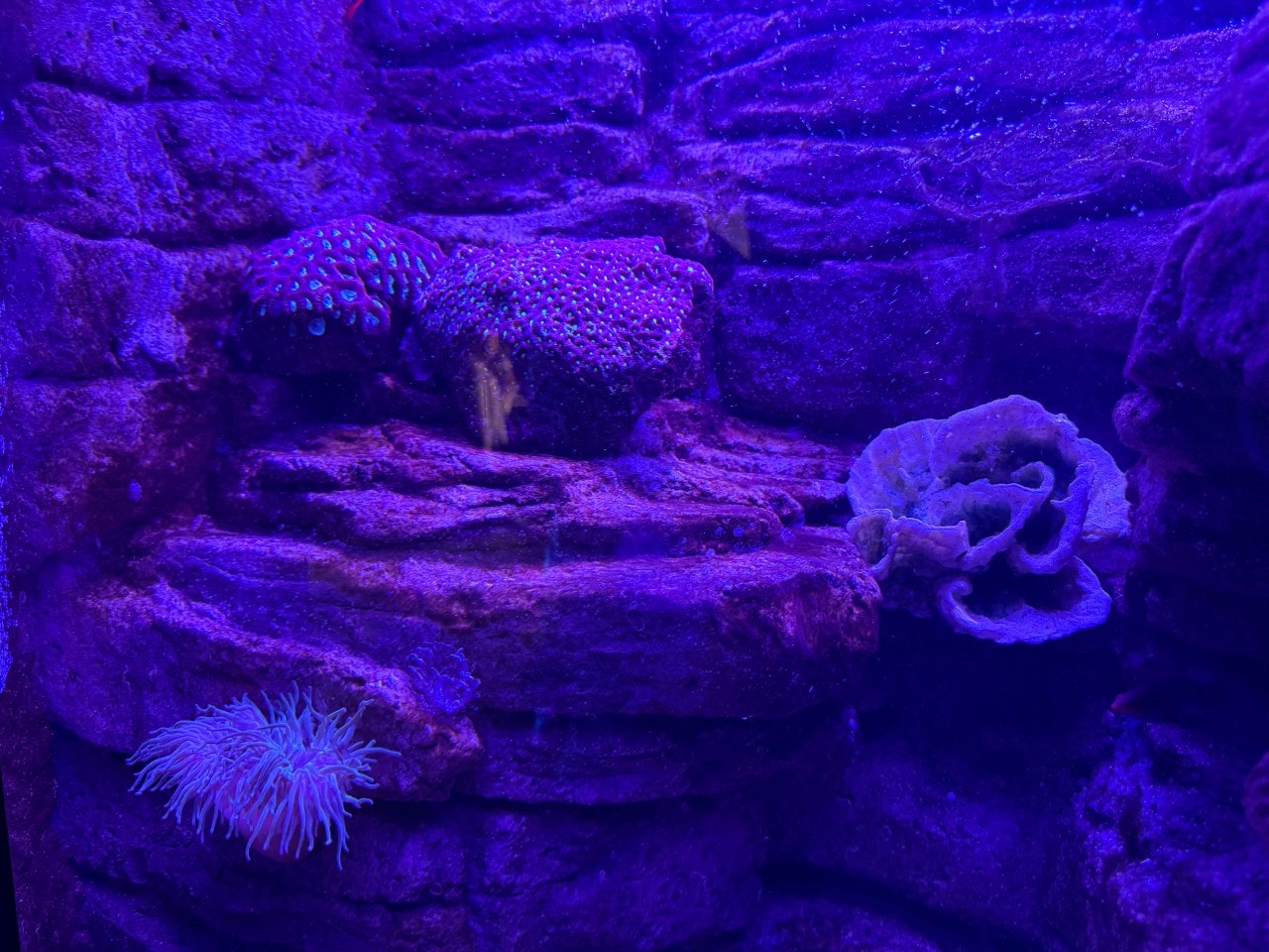 雪梨海洋生物水族館