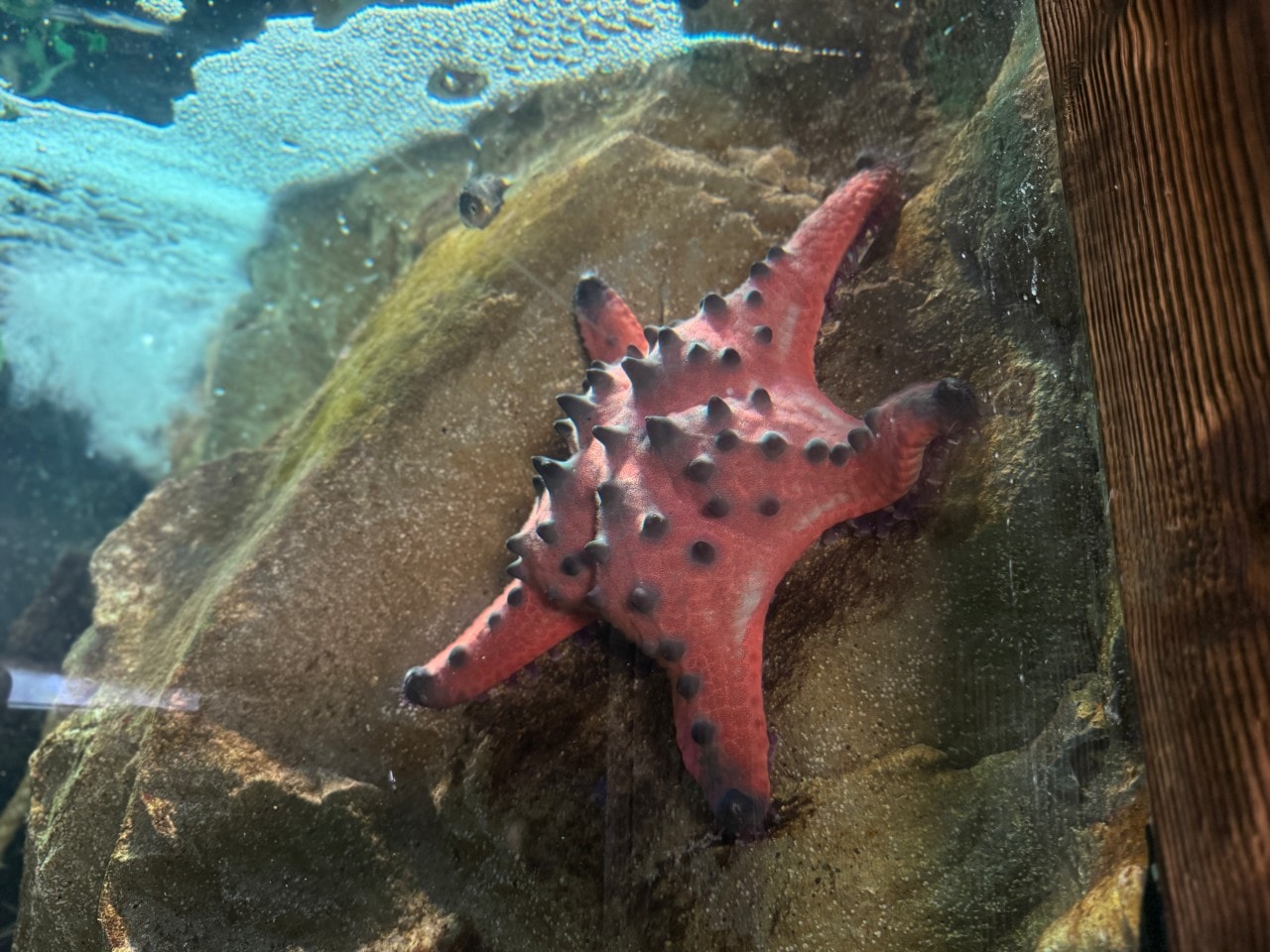 雪梨海洋生物水族館