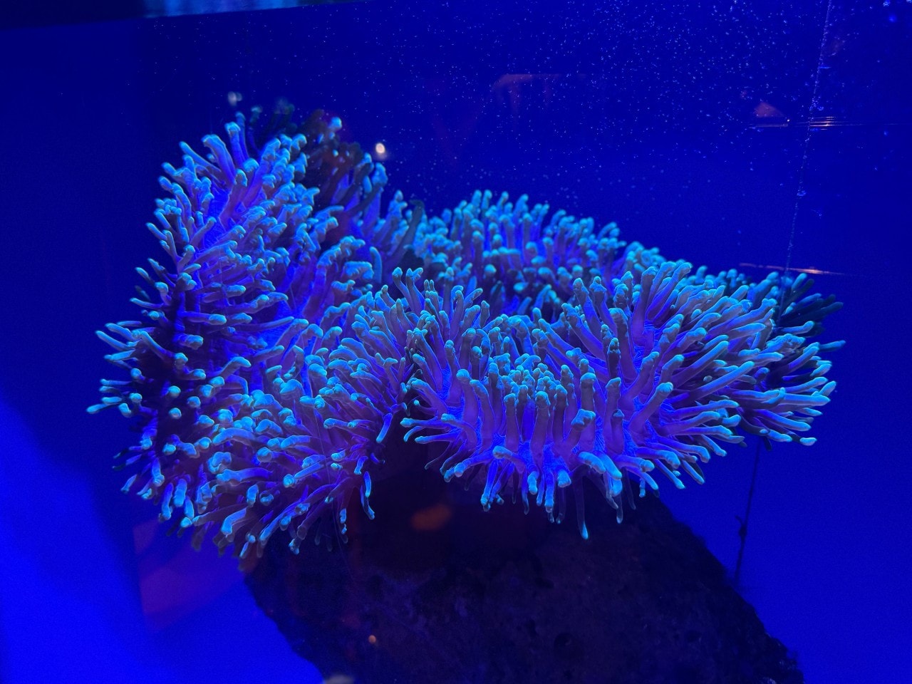 雪梨海洋生物水族館