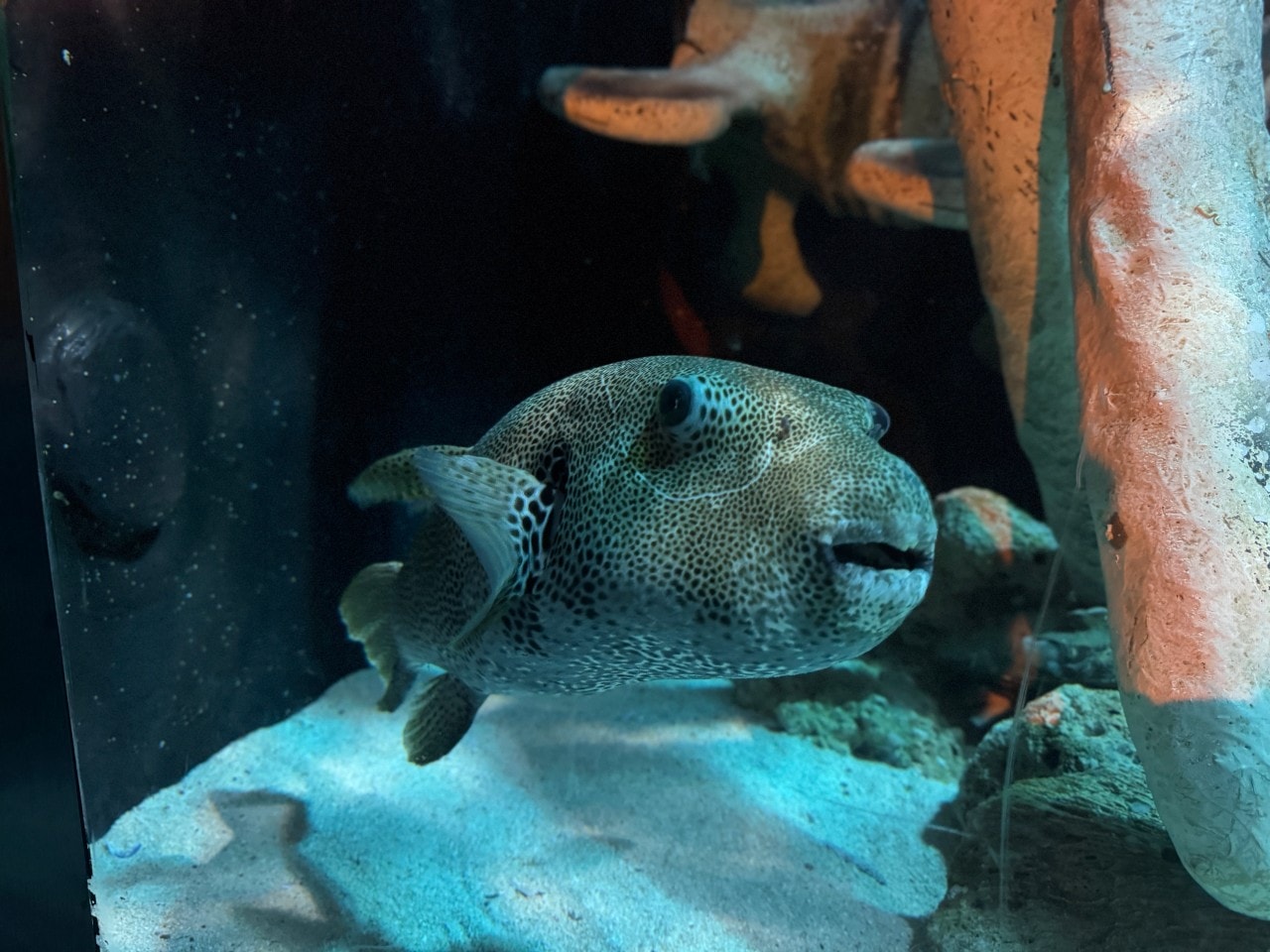 雪梨海洋生物水族館