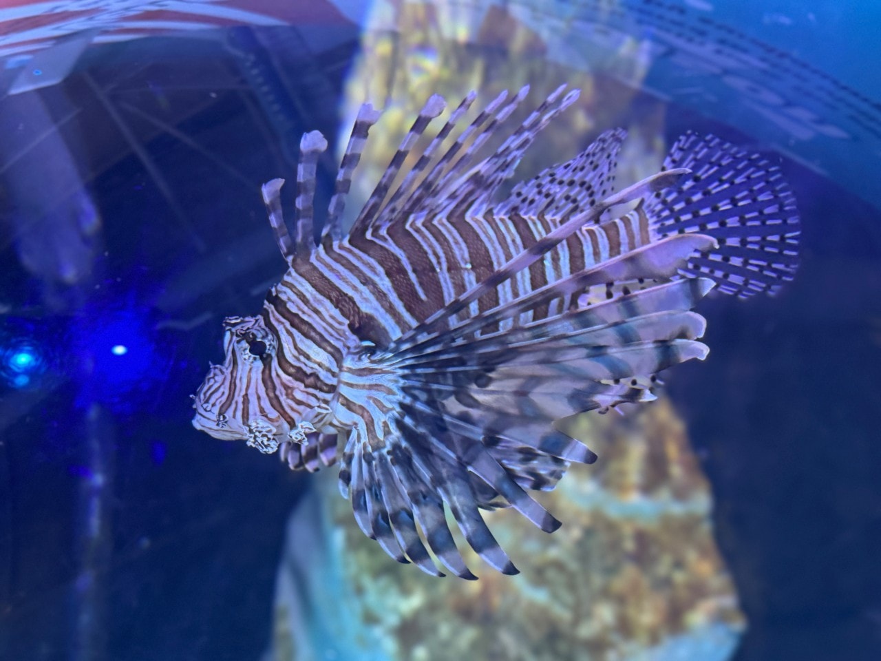 雪梨海洋生物水族館