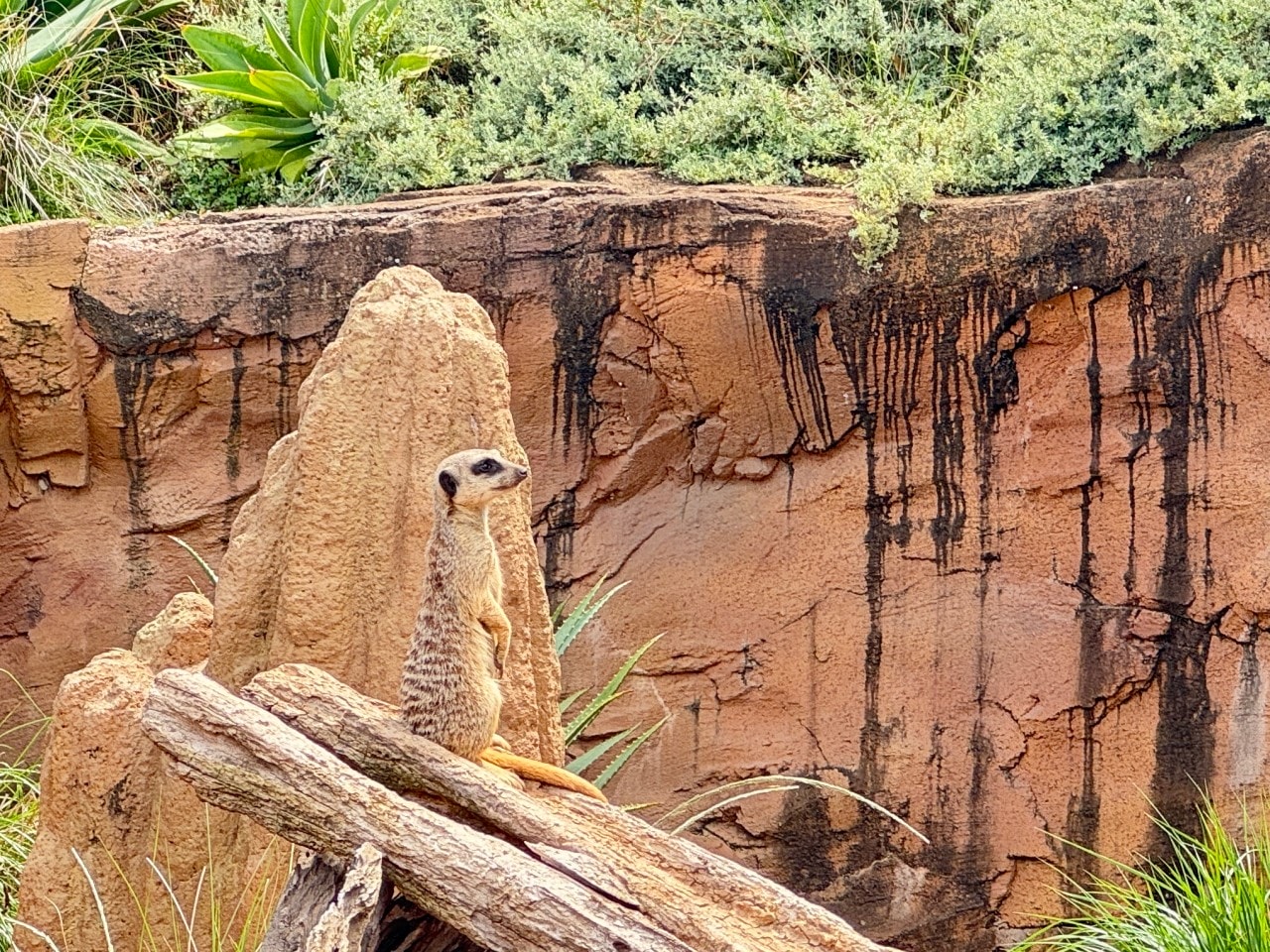 雪梨塔龍加動物園