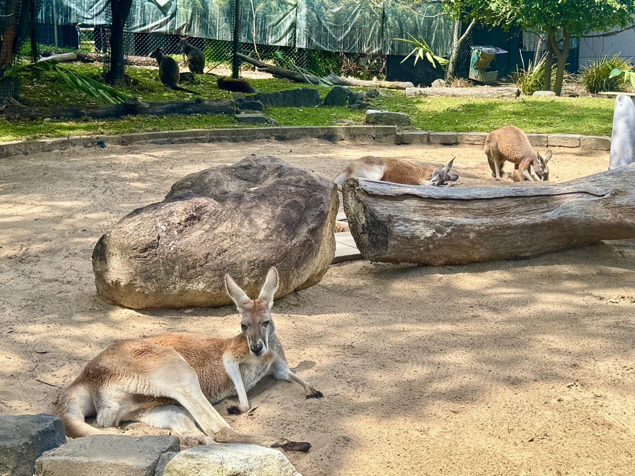 雪梨塔龍加動物園