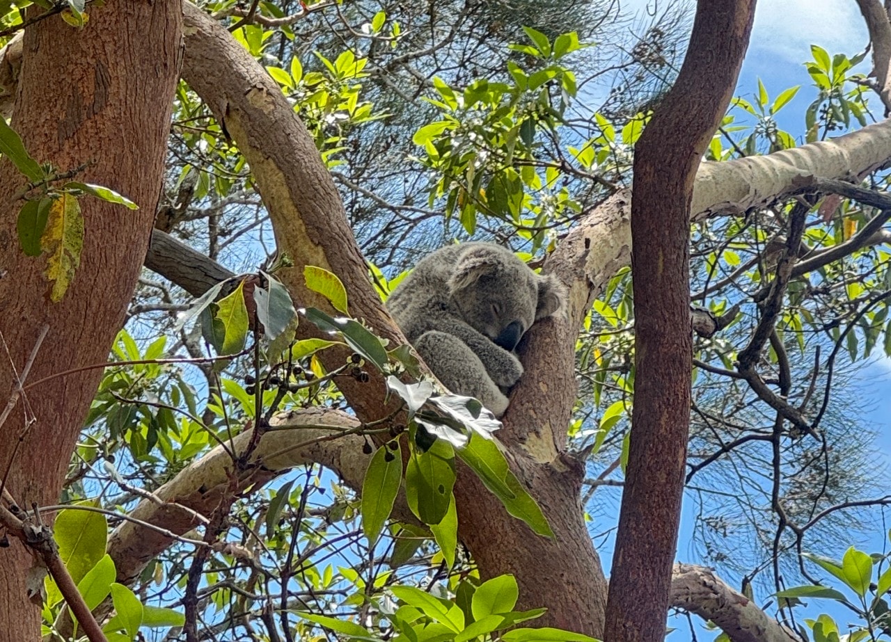 雪梨塔龍加動物園