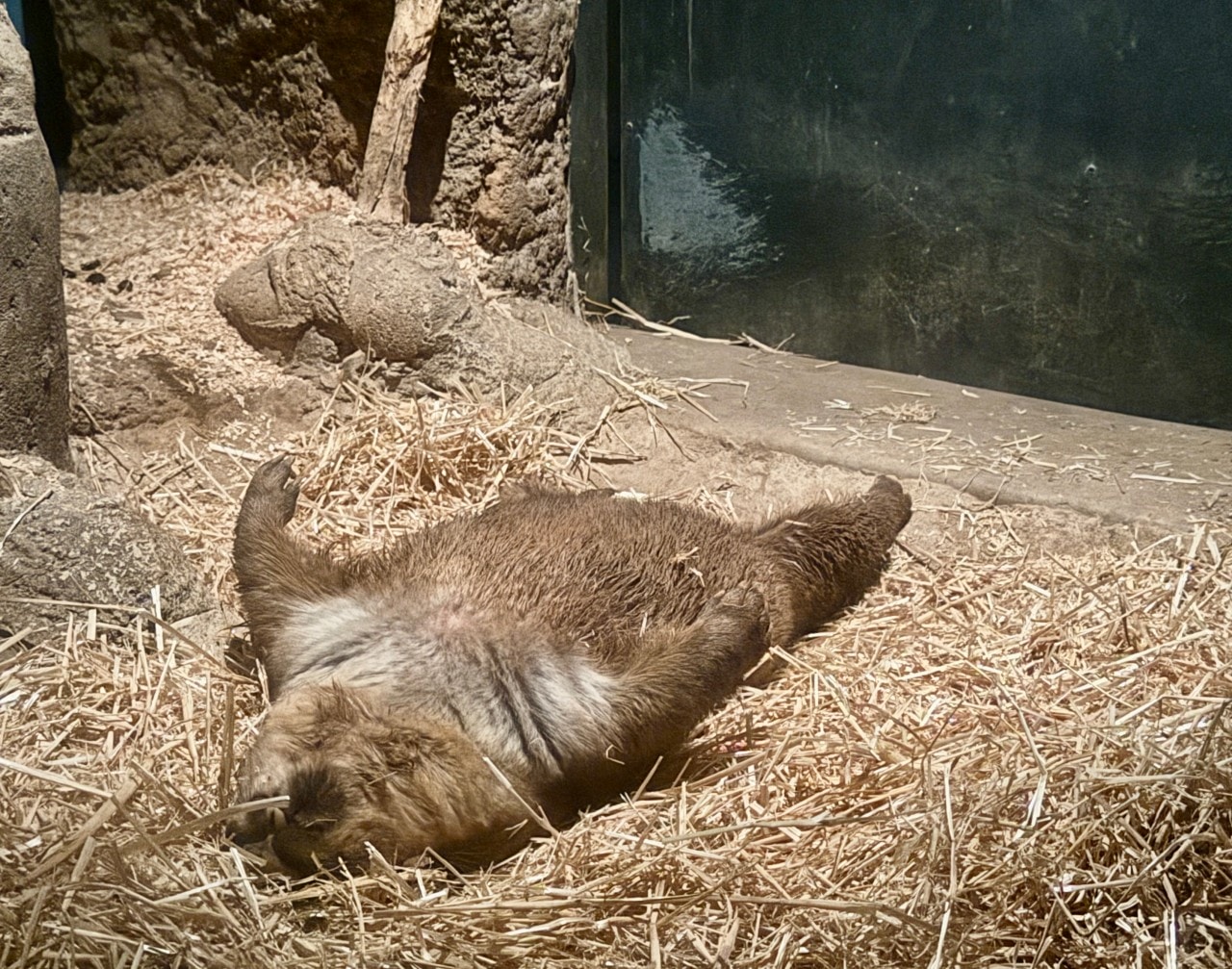 雪梨塔龍加動物園