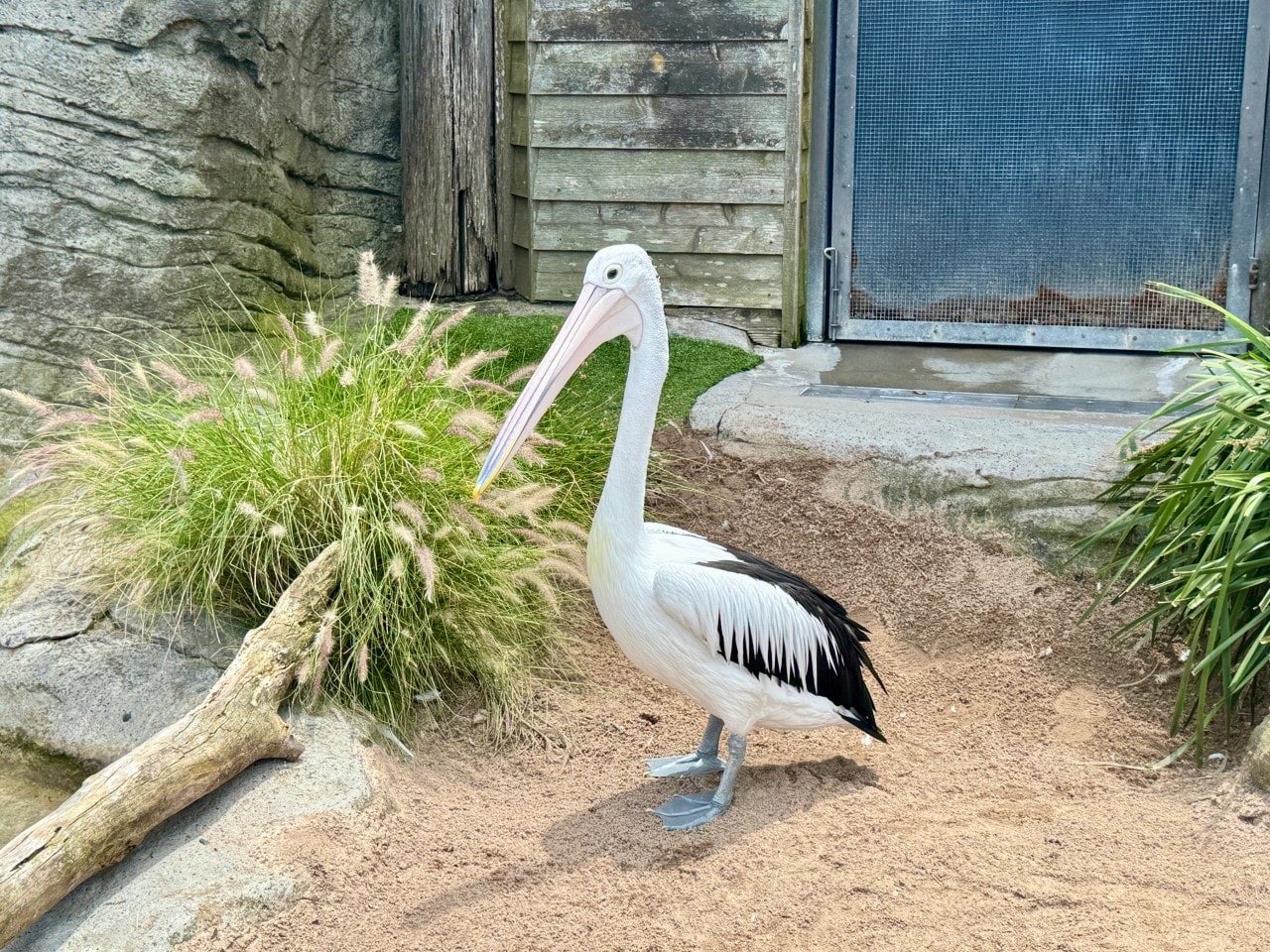 雪梨塔龍加動物園