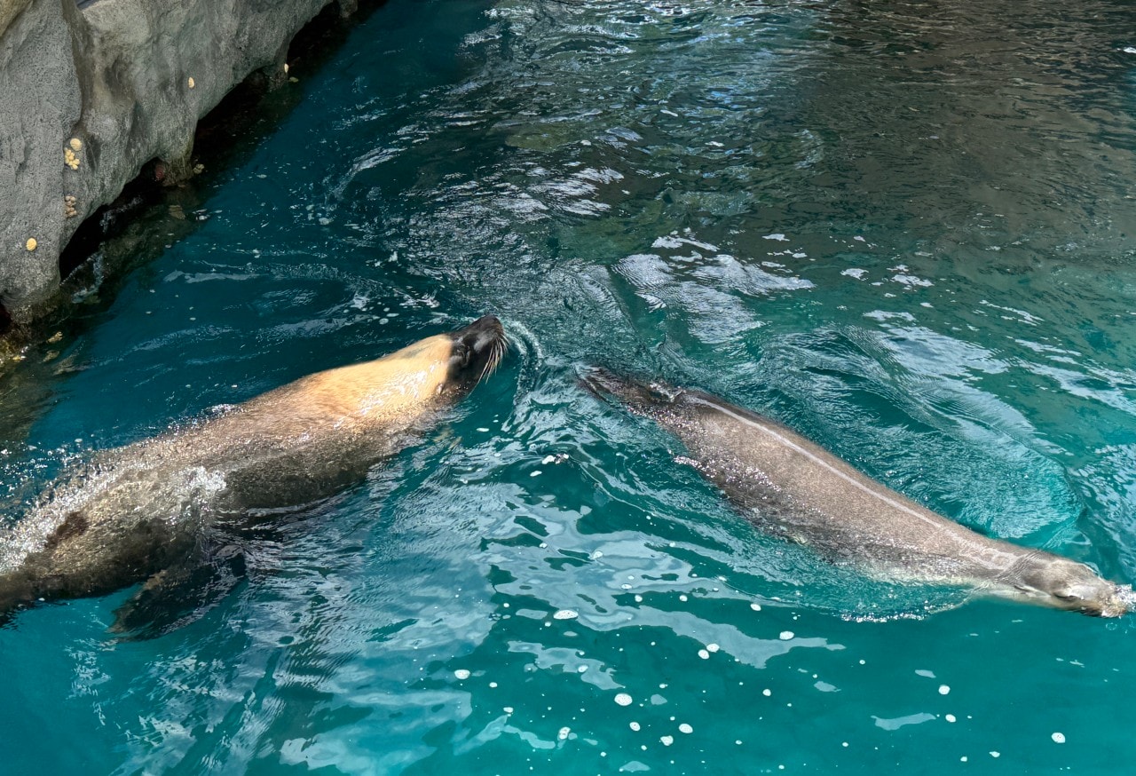 雪梨塔龍加動物園