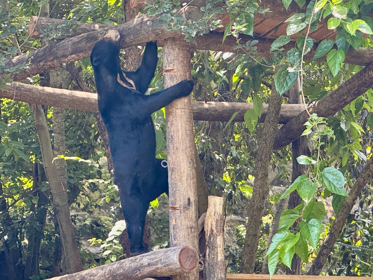 雪梨塔龍加動物園