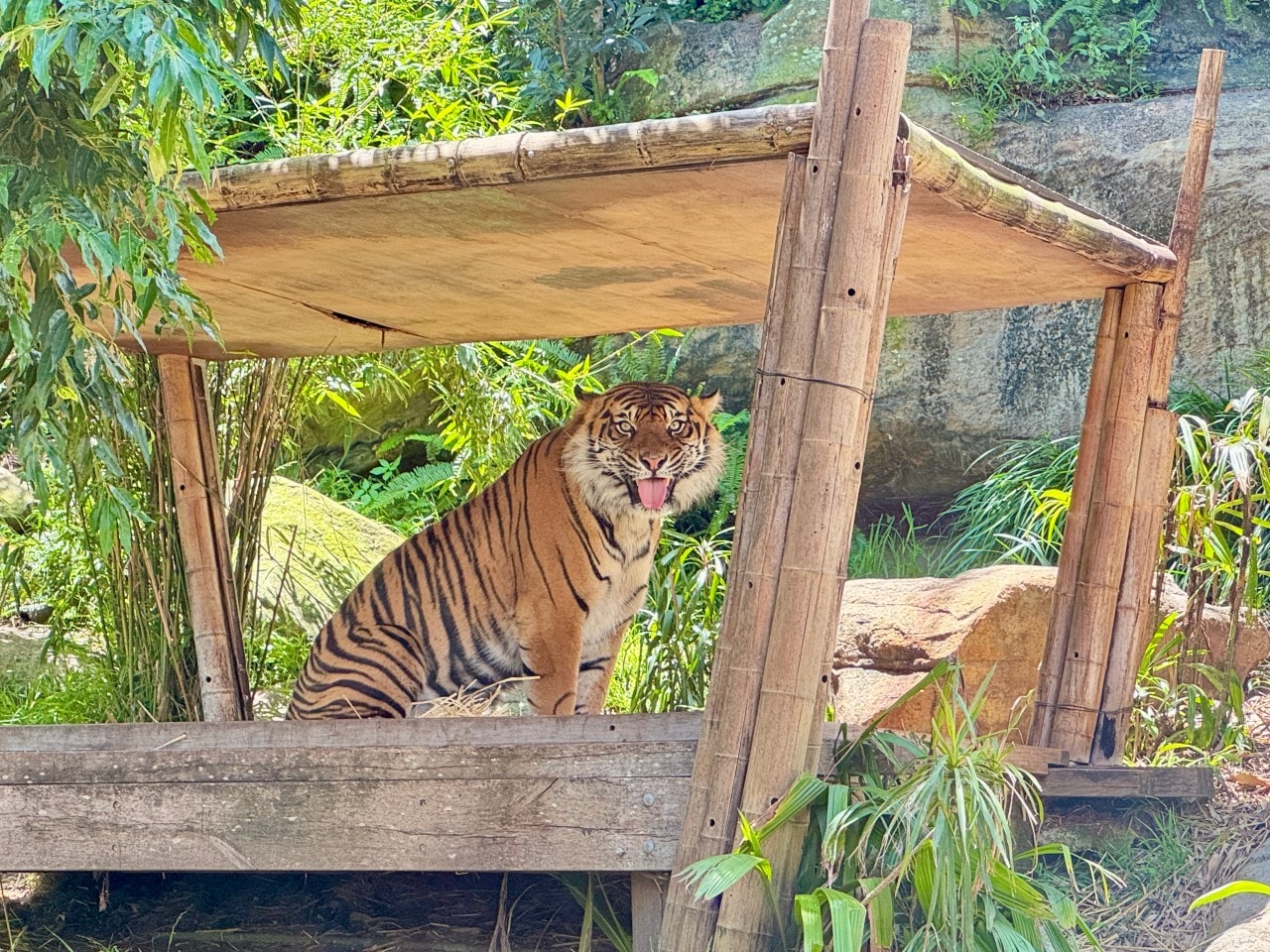 雪梨塔龍加動物園