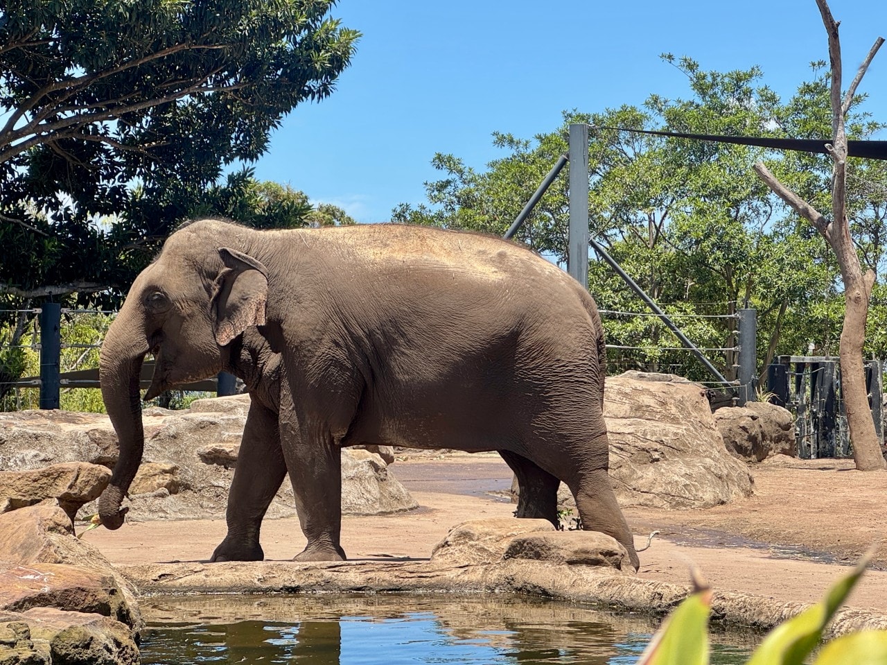 雪梨塔龍加動物園