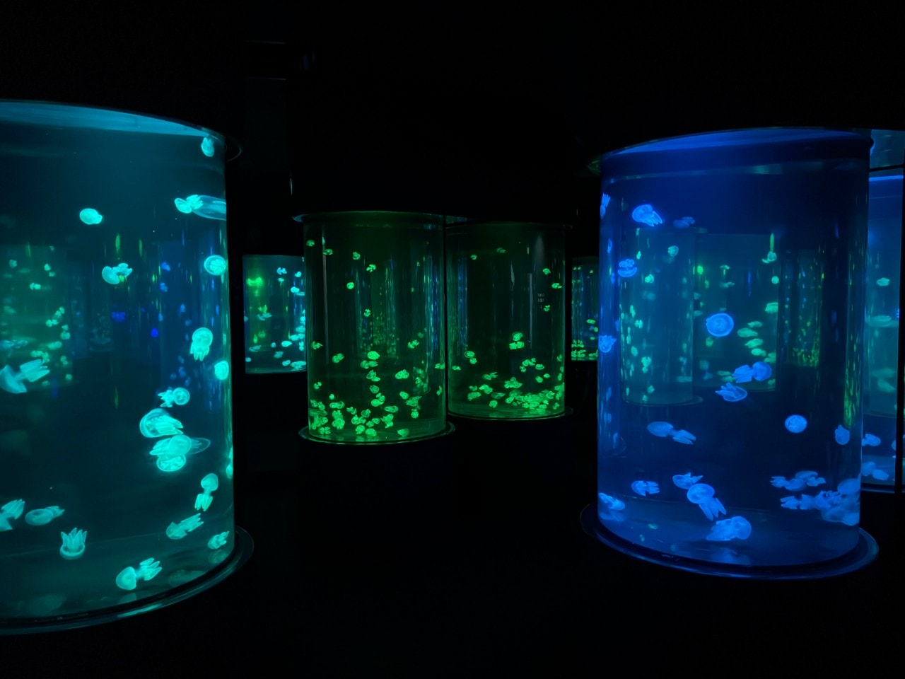 黃金海岸｜海洋世界樂園Sea World