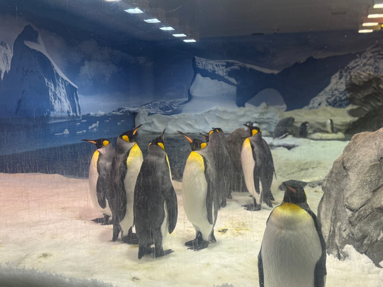 黃金海岸｜海洋世界樂園Sea World