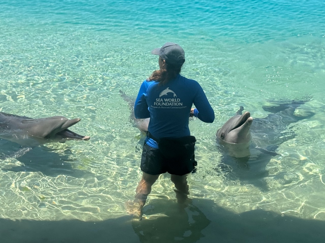 黃金海岸｜海洋世界樂園Sea World