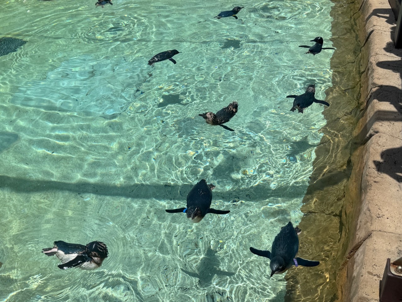 黃金海岸｜海洋世界樂園Sea World