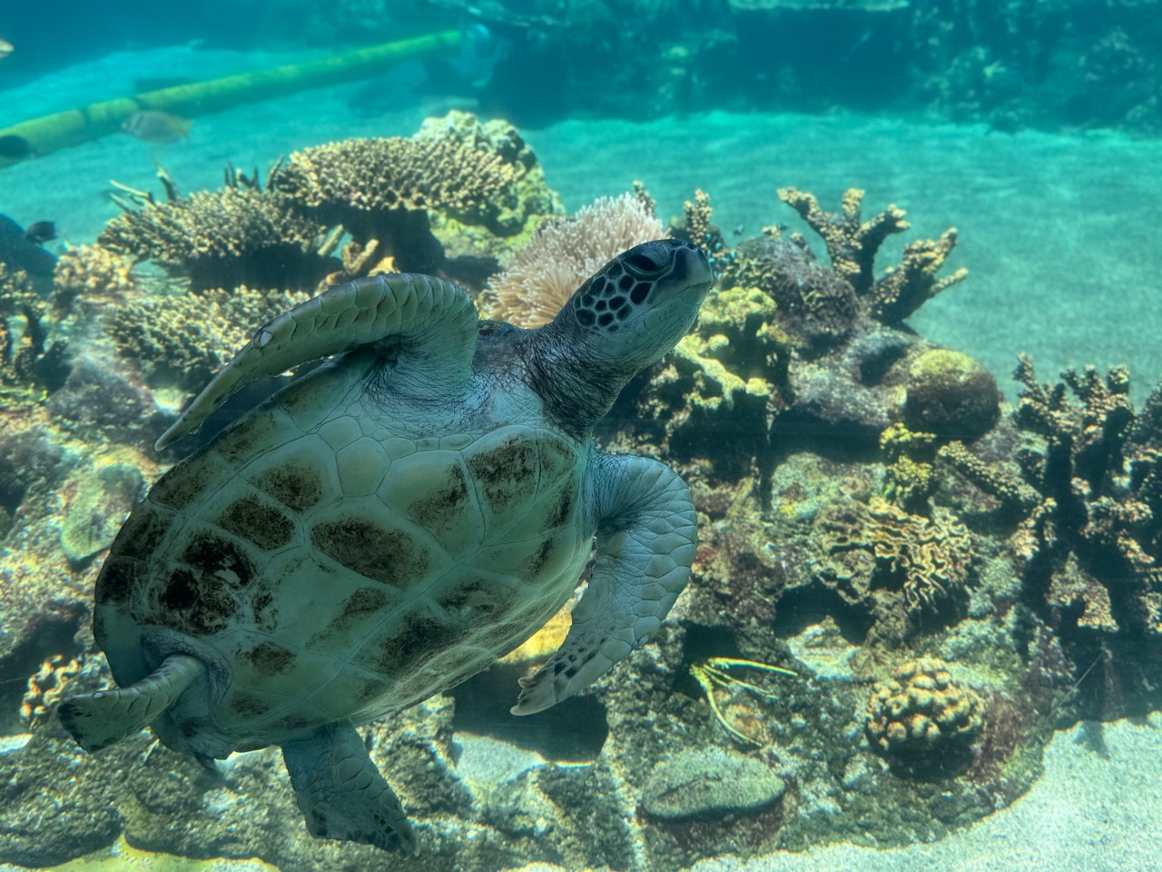 黃金海岸｜海洋世界樂園Sea World