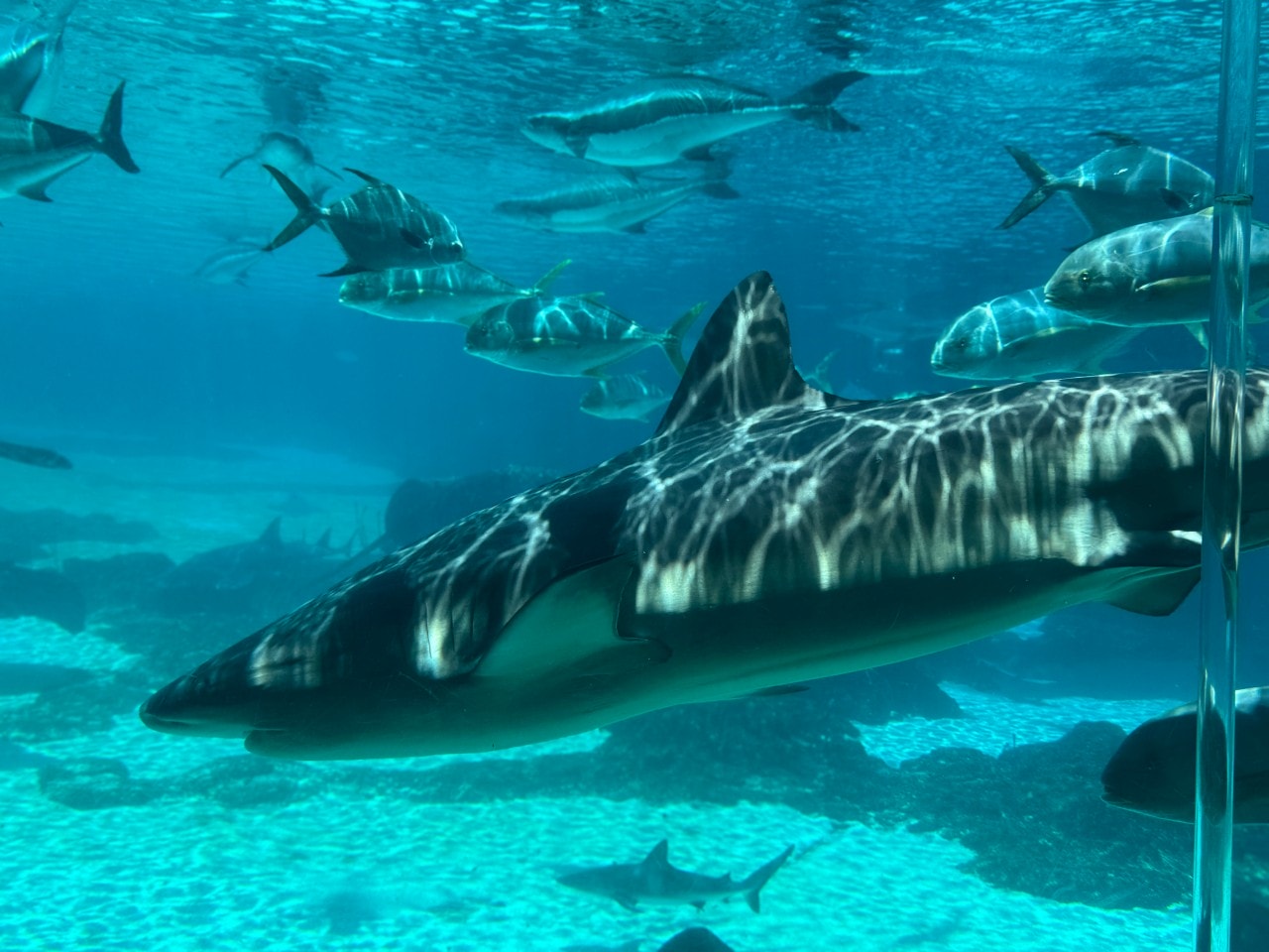 黃金海岸｜海洋世界樂園Sea World