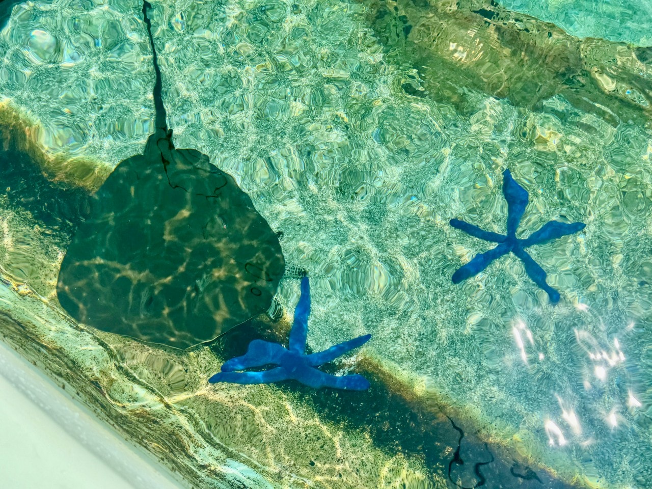 黃金海岸｜海洋世界樂園Sea World