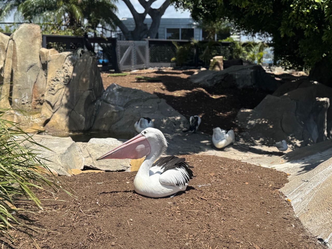 黃金海岸｜海洋世界樂園Sea World