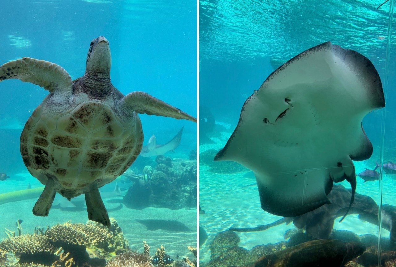 黃金海岸｜海洋世界樂園Sea World