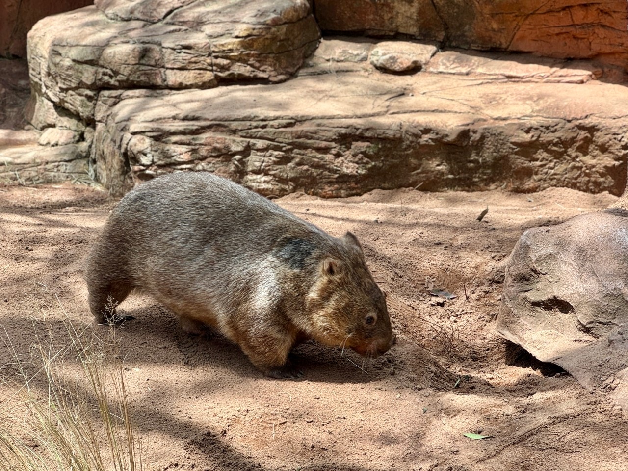 雪梨野生動物園