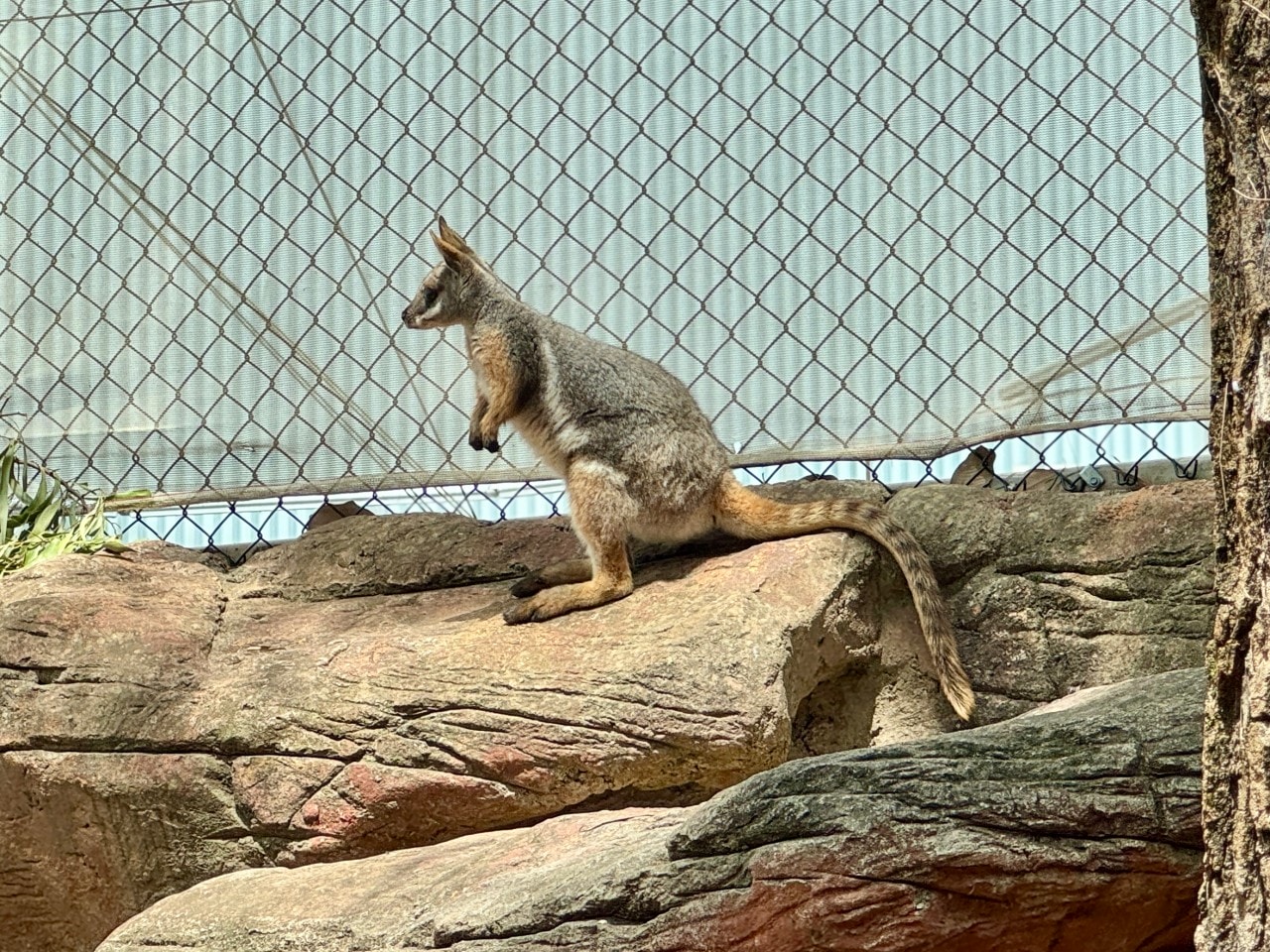 雪梨野生動物園