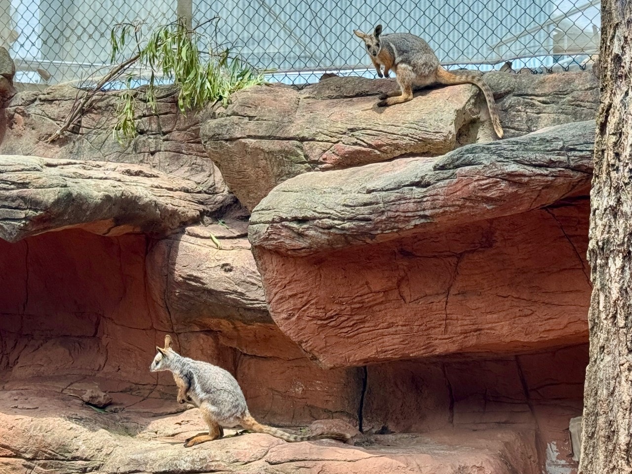 雪梨野生動物園