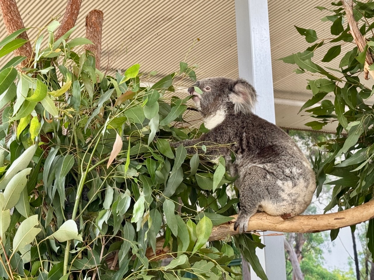 雪梨野生動物園