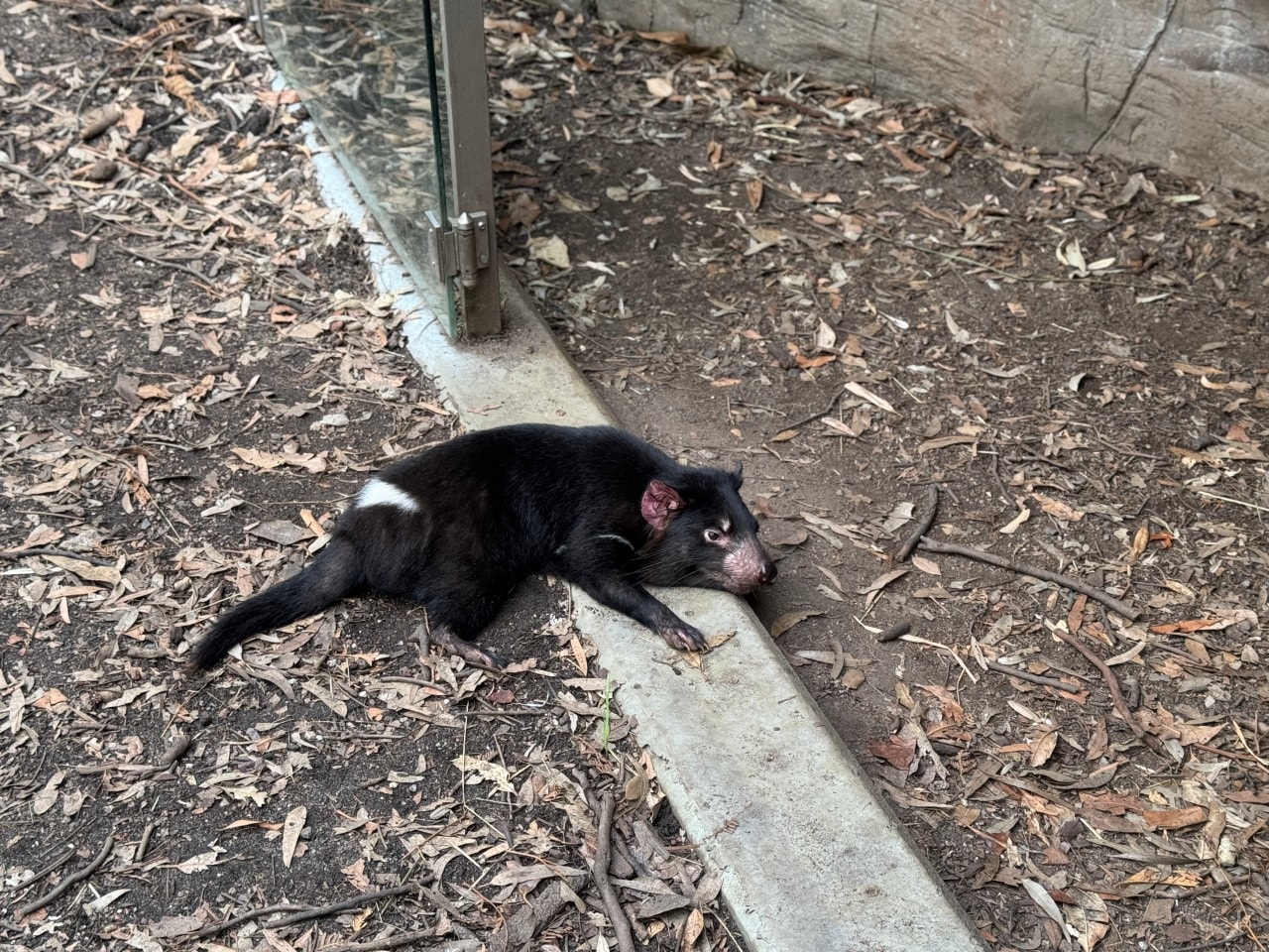 雪梨野生動物園