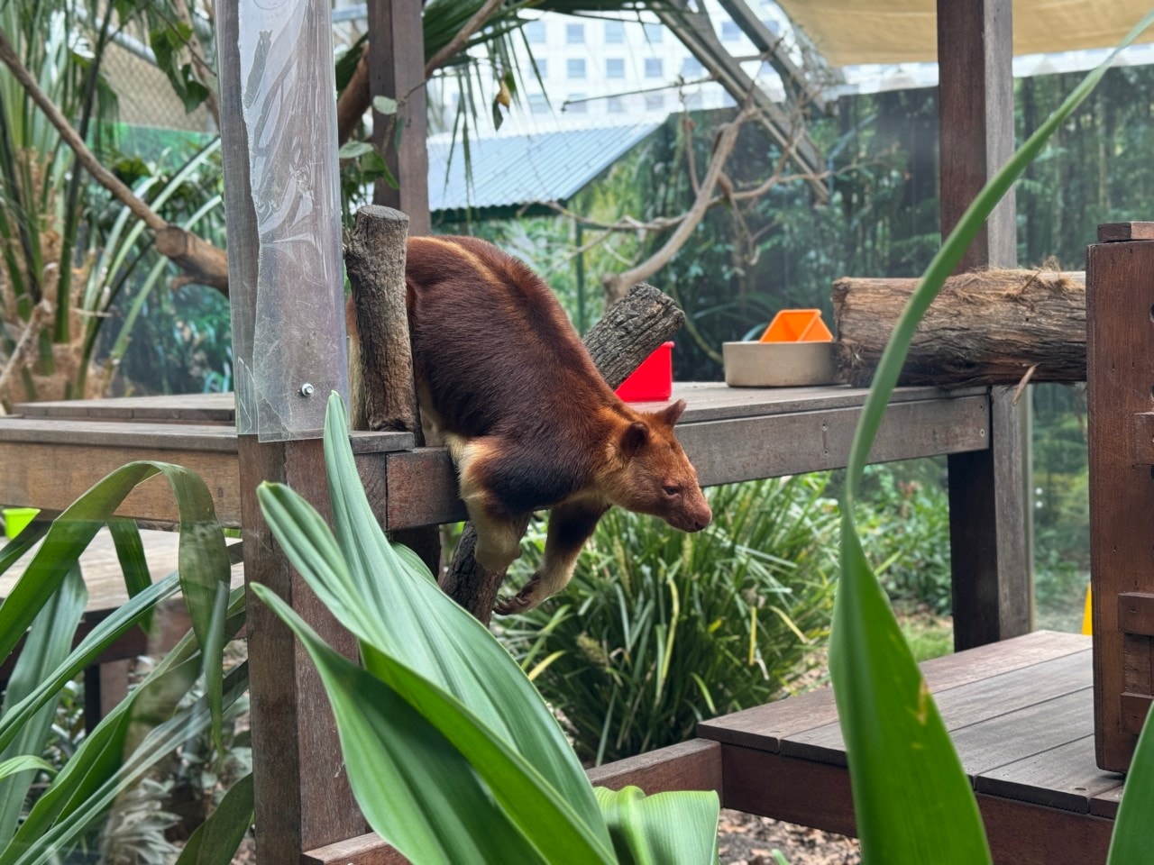 雪梨野生動物園