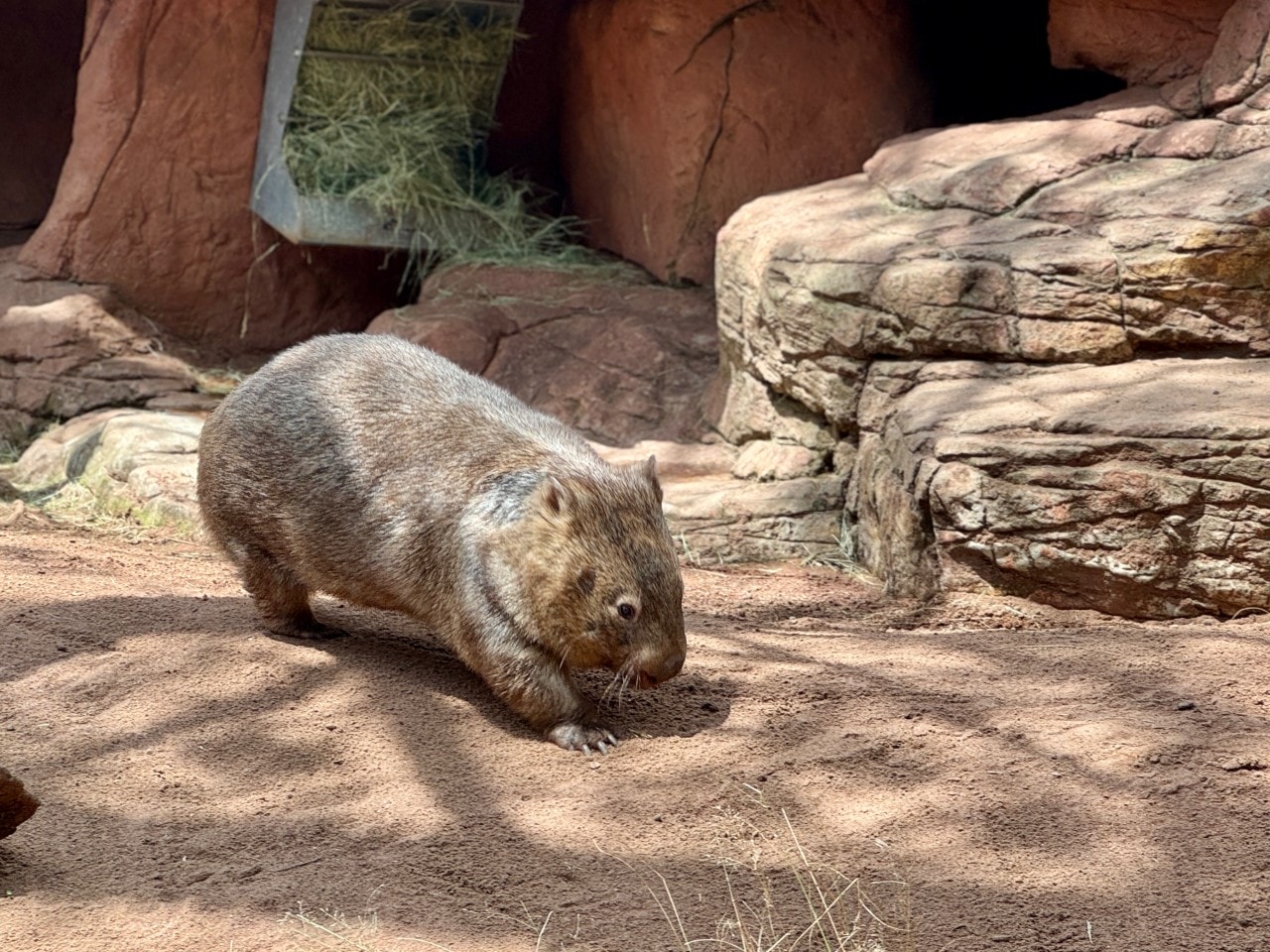 雪梨野生動物園